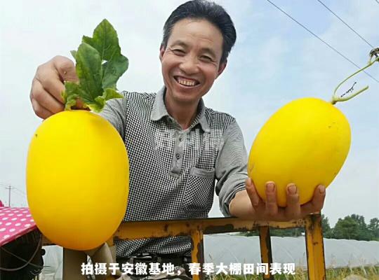 黃金蜜