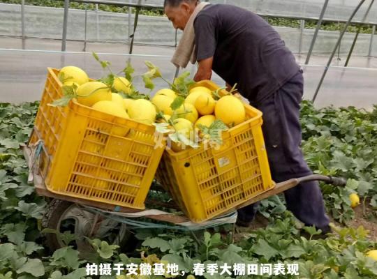 黃金蜜