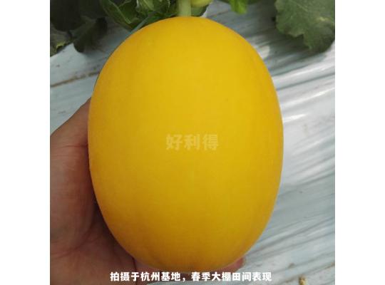 黃金蜜