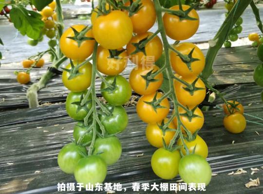 黃珍珠