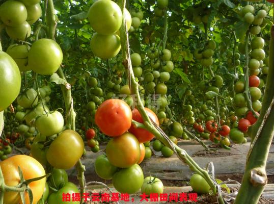 凱美瑞2號
