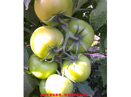 凱美瑞2號