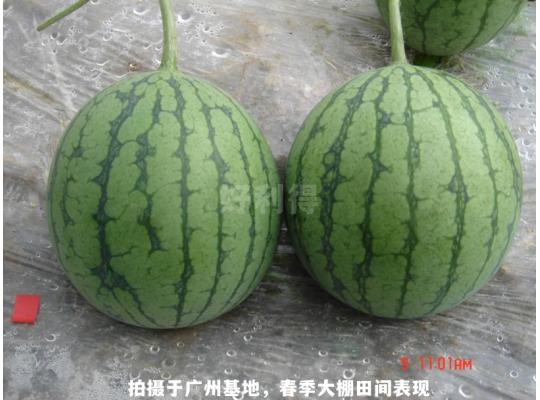 花木蘭