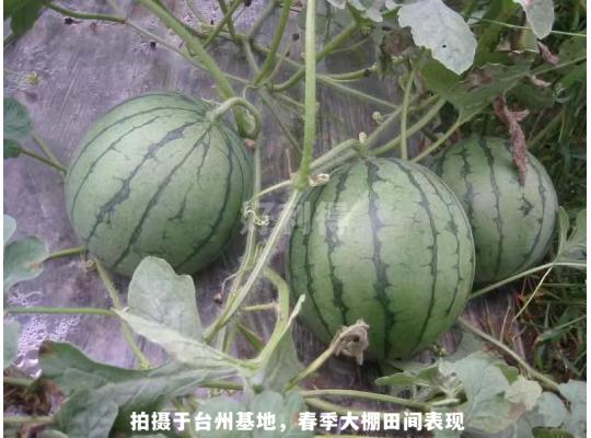花木蘭