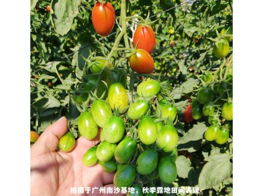 櫻桃蜜