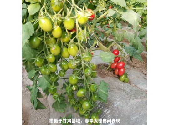 櫻桃蜜