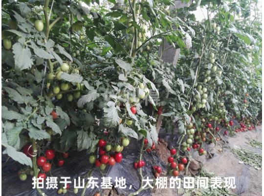 櫻桃蜜