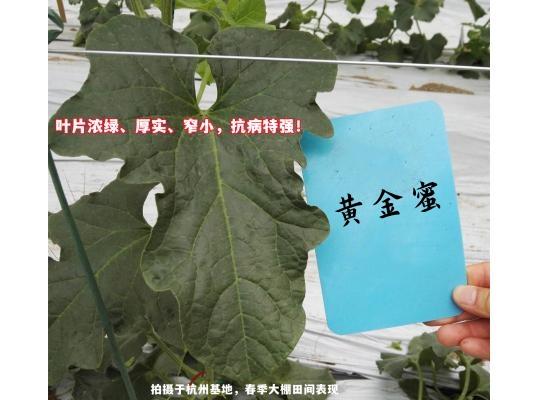 黃金蜜