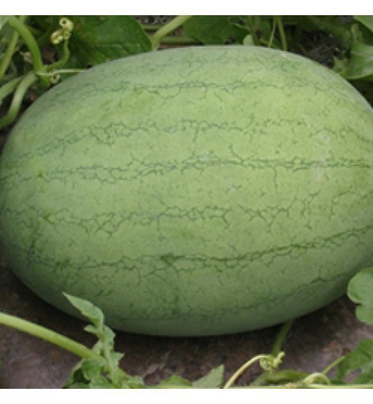 Large Fruit