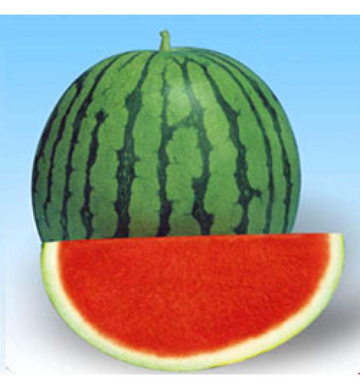 Seedless Watermelon series
