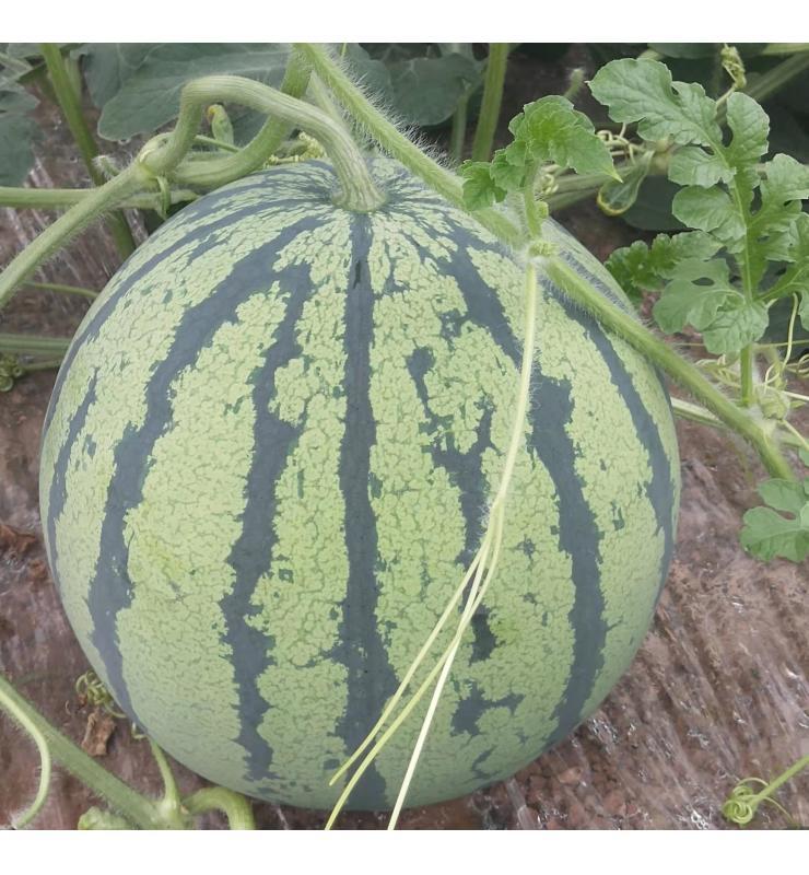 Medium Fruit