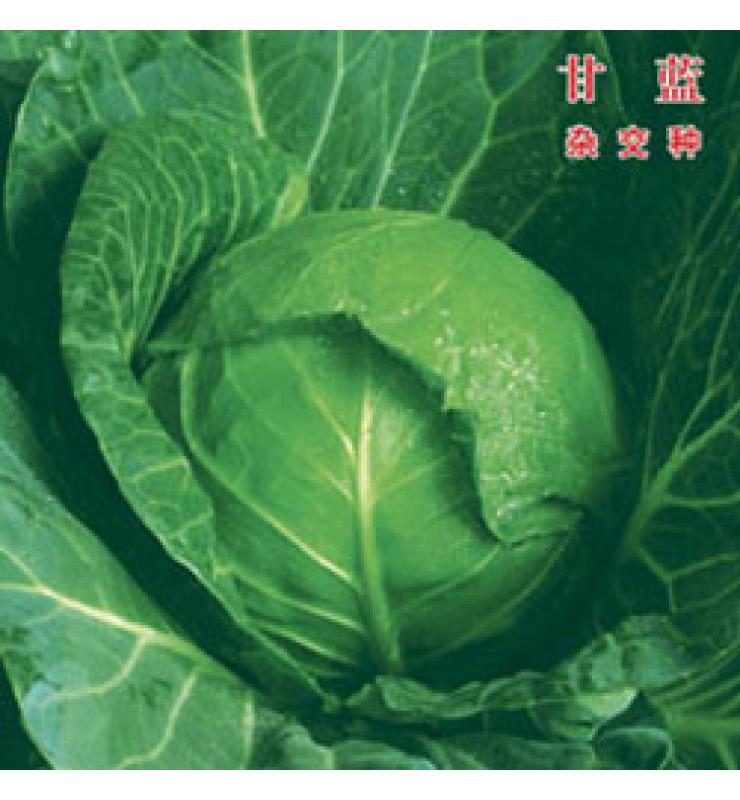 甘藍(lán) 1014