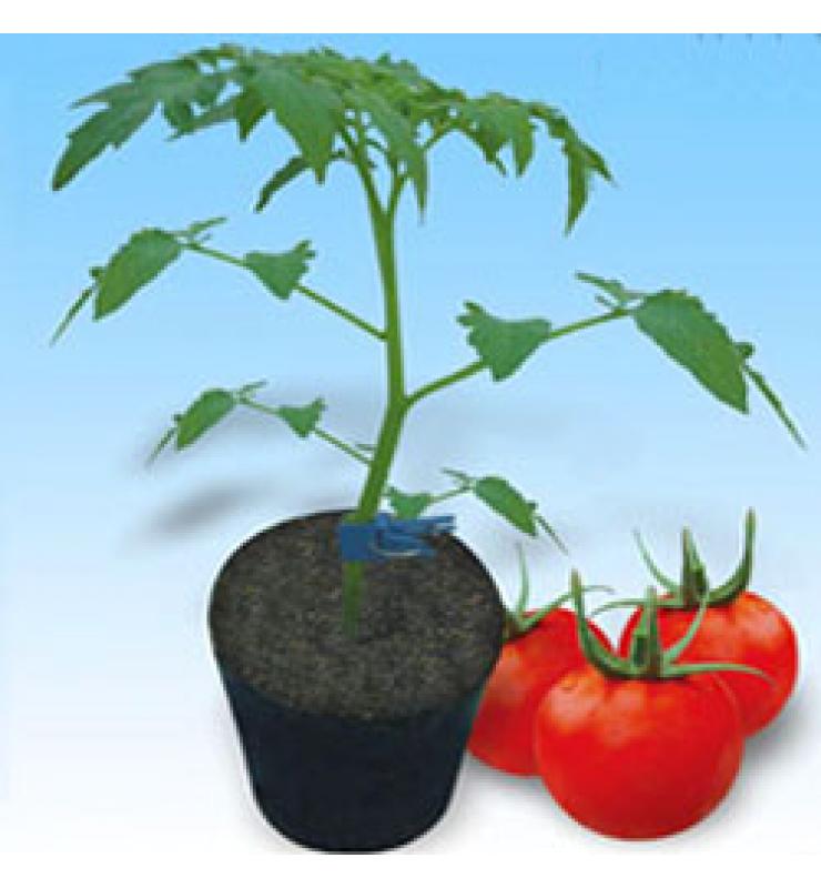 Tomato rootstock Mr. Kurume