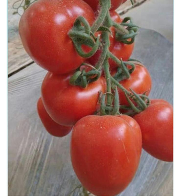 Red Fruit Tomato Red Roman 100