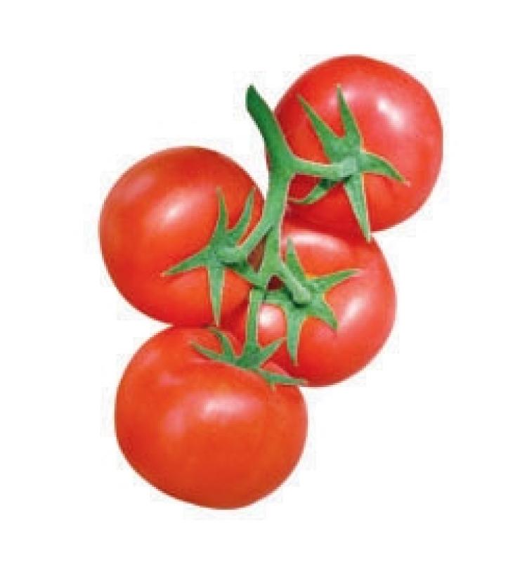 Anti-TY Big Tomato Camry No. 2
