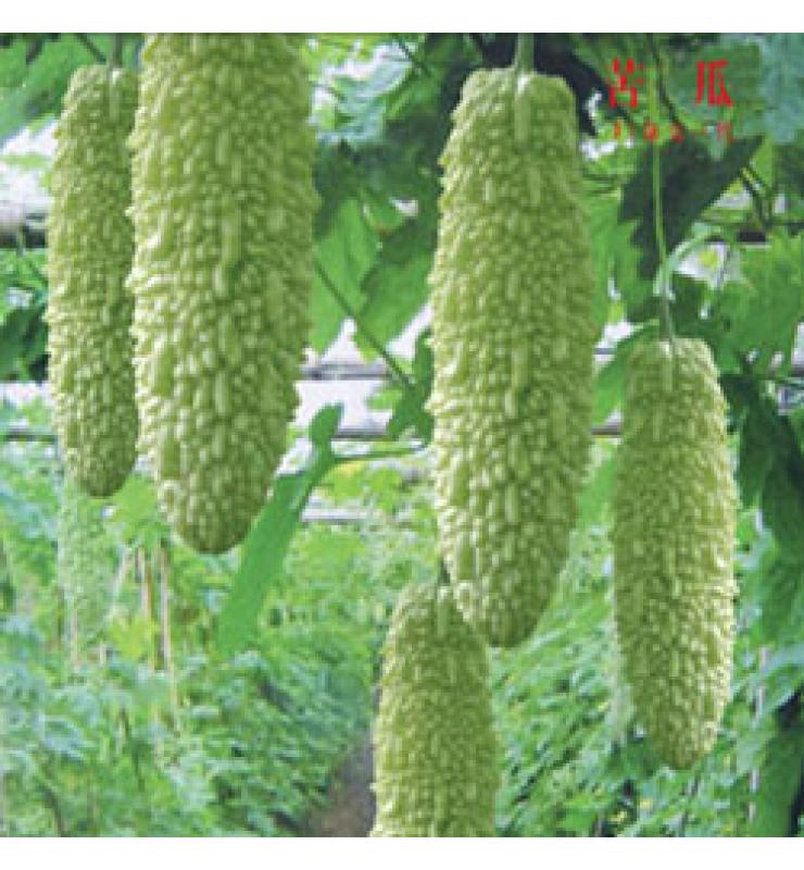 苦瓜 明華