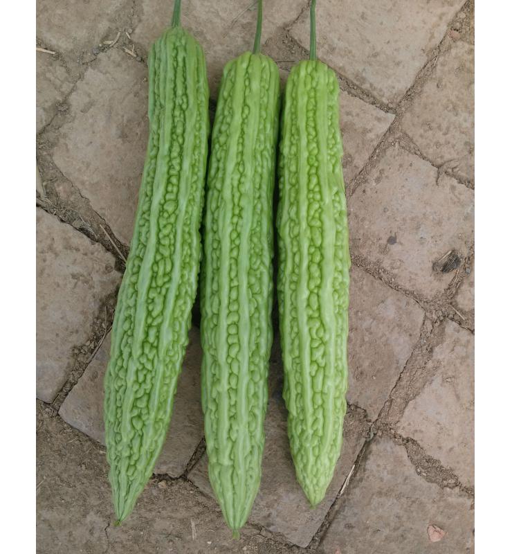 苦瓜 碧華3號