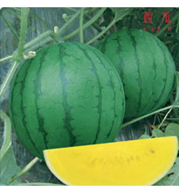 watermelon dahlan
