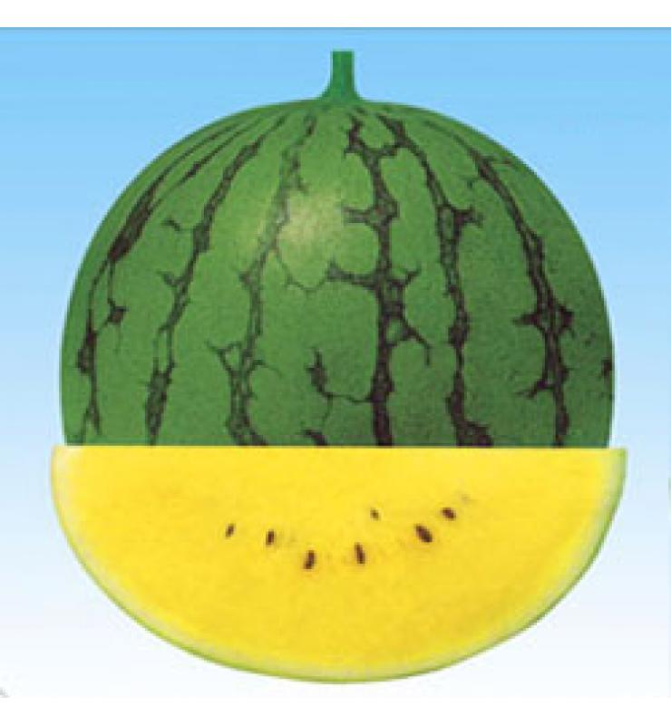 watermelon new orchid