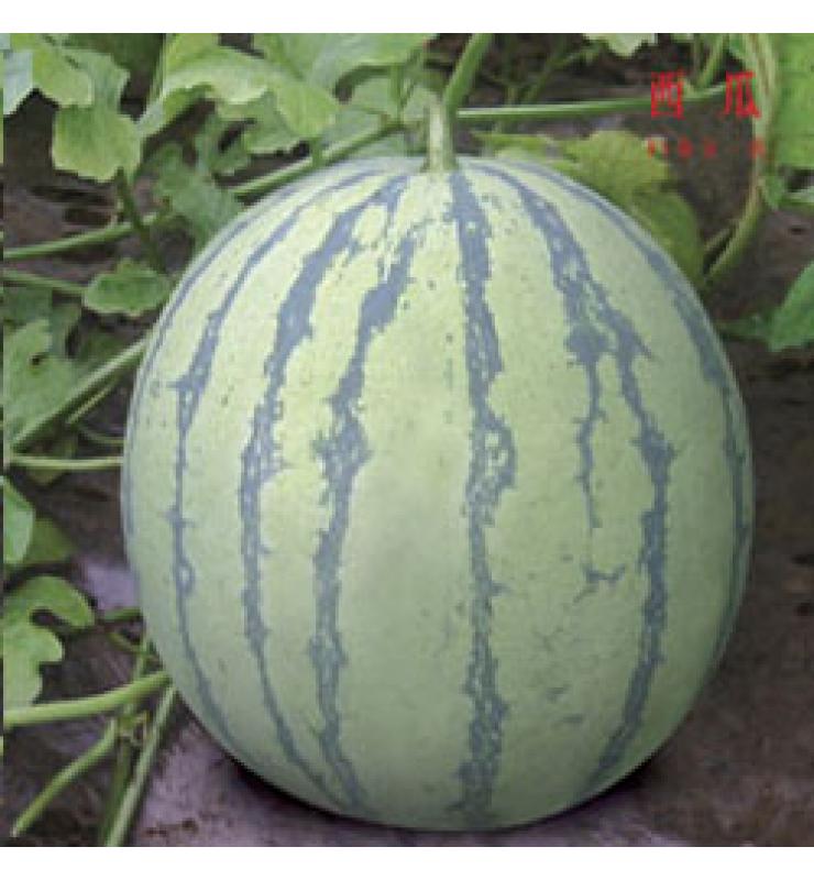 Watermelon Morning Good 8424