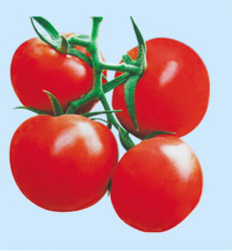 Anti-TY Big Tomato Camry