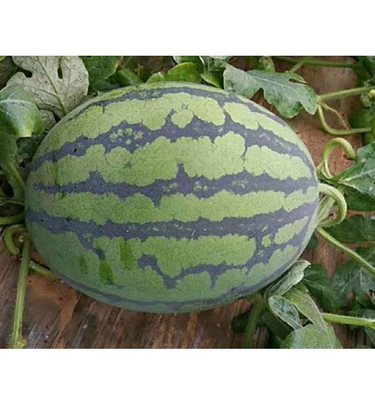 Watermelon Supreme No. 6